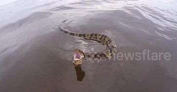 Rắn hổ mang nước nhe nọc, hung hãn đuổi theo thuyền dọa người