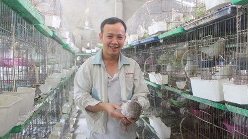 Bắt chim câu ấp trứng…giả, 