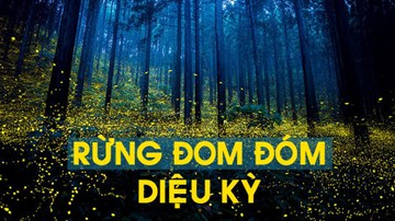 Rừng đóm đóm: Điều diệu kỳ của mùa hè Nhật Bản