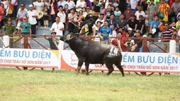 Vì sao con trâu húc chủ bất thường vẫn được vào thi đấu?