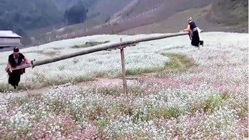 Clip người H'Mông chơi bập bênh giữa đồng hoa gây sốt