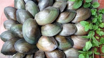 Ăn trai, hến không đúng cách nguy hiểm khôn lường