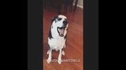 Chó Husky trừng mắt, cãi chủ 'chem chẻm' khiến dân mạng phì cười