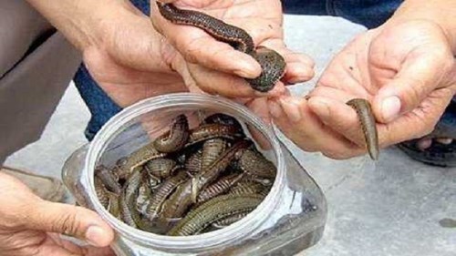 Thương lái mua đỉa giá 600.000 đồng/kg, dân Nghệ An đổ xô đi bắt