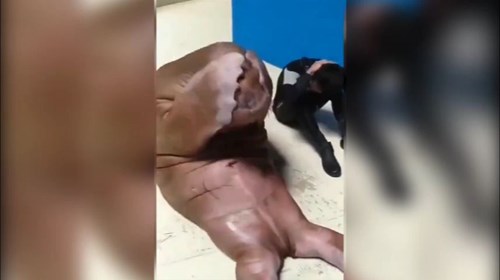 Hải cẩu tập gập bụng cùng huấn luyện viên khiến người xem cười vỡ bụng