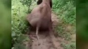 Video voi con chơi “cầu trượt” trên sườn đồi gây sốt
