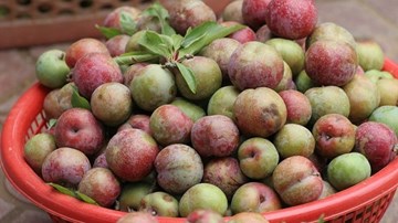 Mẹo chọn mận ngon, ngọt, không tẩm hóa chất