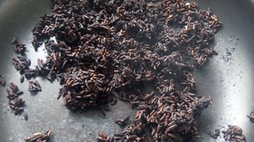 Đồng Tháp: Hãi hùng gạo giả đen như than