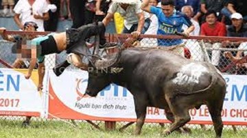 3 ngày tới sẽ có kêt quả kiểm tra chất kích thích của trâu số 18