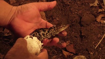 Khám phá bí mật bên trong trang trại thủy quái giữa lòng thành phố