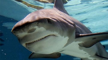 Cả gan tóm đuôi cá mập hổ và cái kết máu me