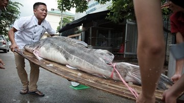 Cặp cá lăng khổng lồ nặng 300kg 'bơi' từ Campuchia về Hà Nội