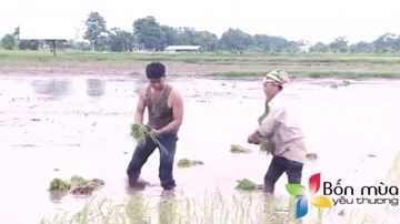Bảo Ngậu 'Người phán xử' trổ tài làm ruộng, cấy lúa