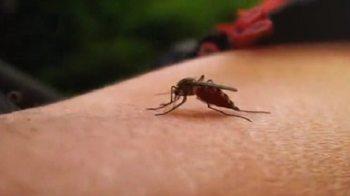 50.000 ca mắc sốt xuất huyết, 14 người tử vong: Nguyên nhân từ đâu?