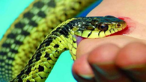 Tháng 7 vào mùa rắn độc cắn người