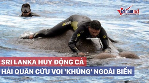 Sri Lanka huy động cả hải quân giải cứu voi 'khủng' trôi dạt ngoài biển