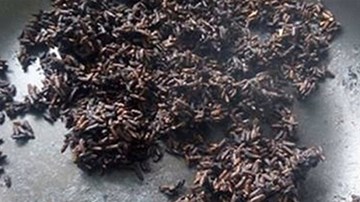 Nghi vấn gạo giả ở Đồng Tháp: Chính quyền thông tin kết luận chính thức