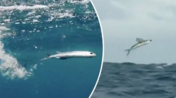 Né kẻ thù dưới nước, cá bay gặp “yêu quái” trên không