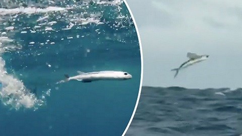 Né kẻ thù dưới nước, cá bay gặp “yêu quái” trên không