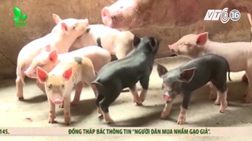 Hậu giải cứu lợn: 1 con heo sữa giá bằng… 1kg cá nục