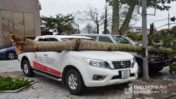 Bão vào Nghệ An - Hà Tĩnh, cây đổ, nhiều nhà tốc mái