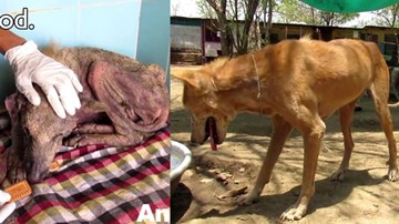 Chú chó đói lả, không thể đứng nổi nhưng điều kỳ diệu đã xả ra
