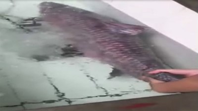 Đã mắt với cá trắm đen nặng 45kg tại chợ cá Yên Sở