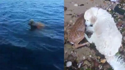 Chuyện lạ: Chú chó anh hùng cứu con nai bị đuối nước