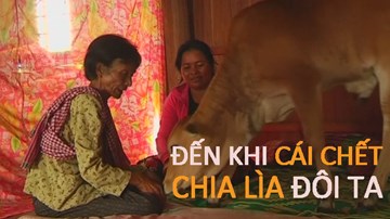 Góa phụ cương quyết lấy bò làm chồng gây xôn xao dư luận