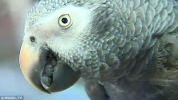 Vẹt nuôi lên tiếng tố cáo người phụ nữ giết chồng