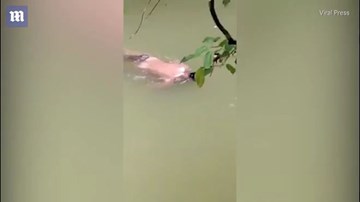 Indonesia: Cá sấu kéo người xuống sông, 1 ngày sau đem trả xác?