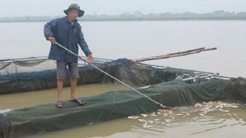 Thủy điện Hòa Bình xả lũ: Hàng tấn cá vùng hạ du chết trắng