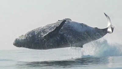 Cá voi lưng gù nặng 40 tấn bay hoàn toàn khỏi mặt nước