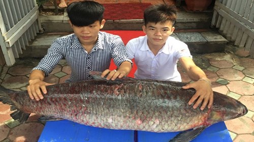Cận cảnh cá trắm đen “khủng” hơn nửa tạ ở hồ Thác Bà