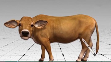 Phát hiện mới: Bò có thể giúp con người chữa HIV