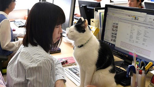 Người dân ồ ạt mua mèo làm bạn vì quá cô đơn