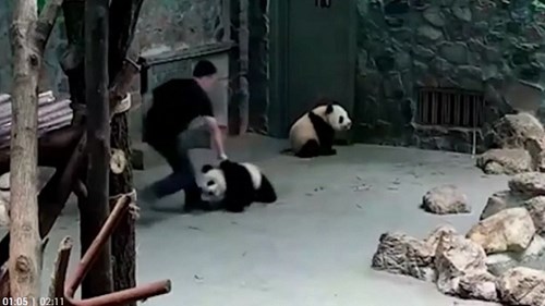Nhân viên sở thú bị lên án vì ngược đãi gấu trúc
