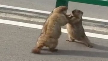 Sóc khổng lồ béo ú đứng 2 chân, vật nhau như người