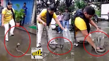 Cô gái 'thôi miên' bắt rắn độc hổ mang chúa