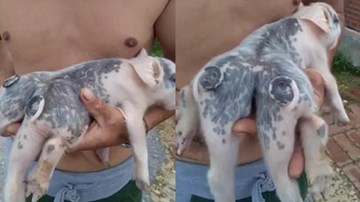 Clip lợn sáu chân, hai đuôi gây xôn xao ở Trung Quốc