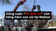 Công cuộc “tái định cư” tốn hàng triệu USD loài voi tại Malawi