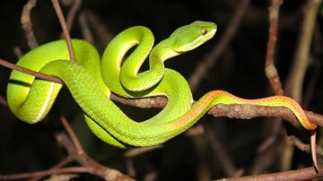 Đề phòng rắn độc cắn sau những ngày mưa