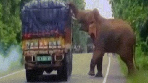 Voi khổng lồ chặn xe tải rồi làm điều gây bất ngờ