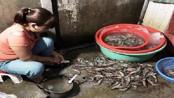 Bơm rau câu vào tôm ngay tại thủ đô Hà Nội