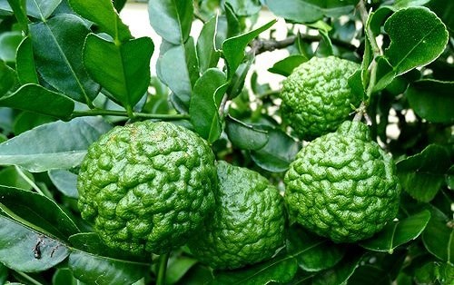 'Đột nhập' vườn khủng toàn cây dị bậc nhất của 'tay chơi khét tiếng'