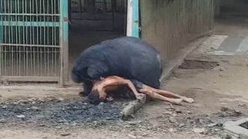 Đói ăn, gấu khổng lồ kéo người vào chuồng cắn xé