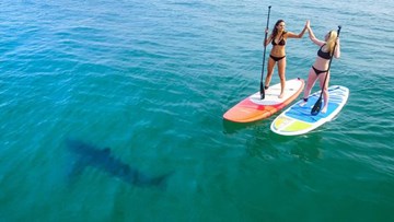 Hai người đẹp bikini lướt ván bị 5 cá mập trắng bủa vây