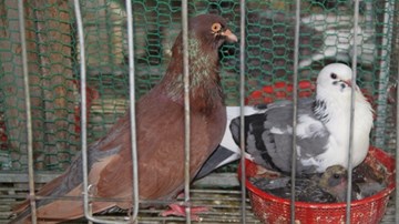 Trở thành tỷ phú từ 5 đôi chim câu