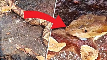 Rắn kịch độc bị chặt đầu, quay sang ăn thịt chính mình