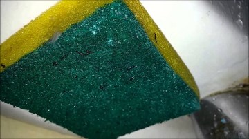 Mối nguy hiểm từ miếng rửa chén bát